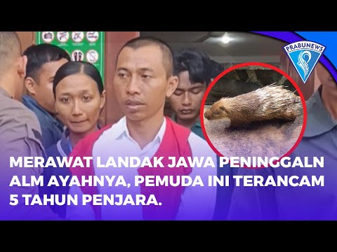 Merawat Landak Jawa Peninggalan Alm. Ayahnya, Pemuda Ini Terancam 5 Tahun Penjara