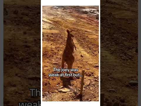 this kangaroo needed help❤️