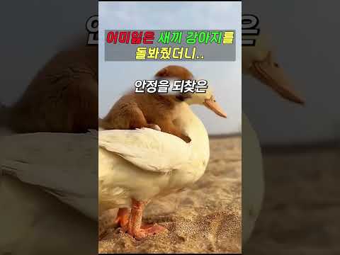 어미잃은 새끼 강아지를 돌봐줬더니..