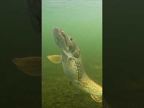 Double strike, but look for the mistake... #pike #fishing #underwaterworld