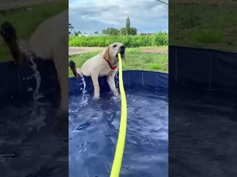 Dogs like to play with water#dog#funny#funnyanimals#funnypets#animals #pet #foryou #longervideos