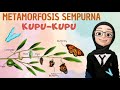 Kuis Metamorfosis Kupu-Kupu