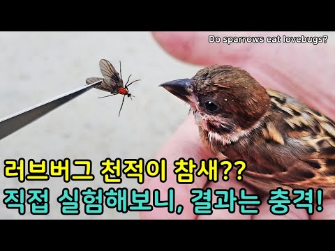 참새가 진짜 러브버그를 먹을까? 직접 실험해보니..