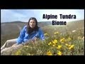 Alpine Tundra Ecosystem Concepts