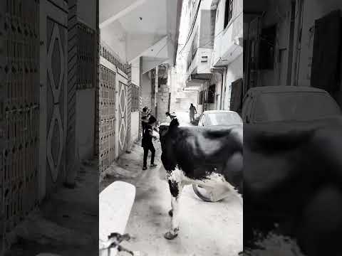 Miss you Cow 🥺🥺🥺 #youtubeshorts #funny #comedyfilms #qurbani #cow #cowcutting #meat