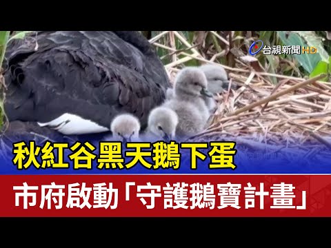 秋紅谷黑天鵝下蛋 市府啟動「守護鵝寶計畫」 - YouTube(1分33秒)
