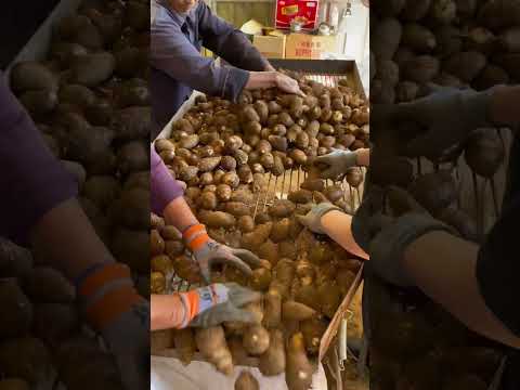 Cómo cultivan malanga los chinos 😱