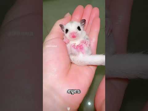 A girl accidentally finds an unknown baby creature. She brings it home to care for it and...#animals