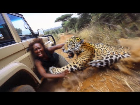 30 Minutes of Craziest Moments with Animals Caught on Camera