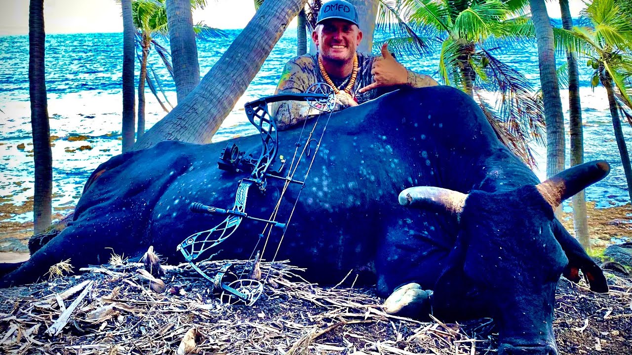 WILD Devil Horn BULL! Catch Clean Cook Pagan, Northern Mariana Islands
