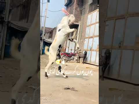 Bakra lari badi badi po po kara kadi kadi #newsong #viral #youtubeshorts #shorts