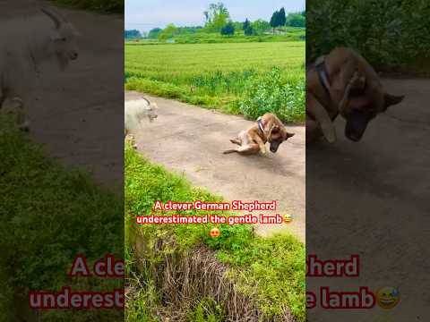 A clever German Shepherd underestimated the gentle lamb😅😍 #loyaldog #cutedog #cutelamb