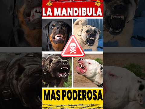 👉7 RAZAS de Perros Con la Mandíbula Más PODEROSA del Mundo💪