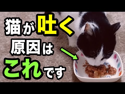 猫が吐く原因を獣医師が解説します
