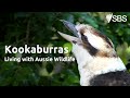 Kookaburras and Their Habits