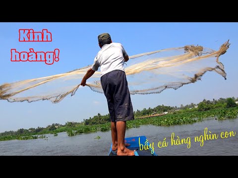 Kinh Hoàng! Với bầy CÁ DỨA HÀNG NGHÌN CON | Lần đầu tiên đi chài thấy cá nhiều như thế này!
