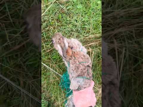 Ferreting Rabbit in Purse Net💥
