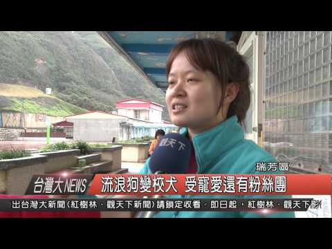 10500225觀天下新聞HD09-流浪狗變校犬 受寵愛還有粉絲團 - YouTube