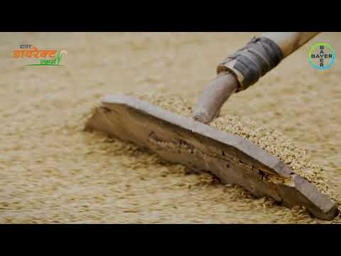 बायर डायरेक्ट एकर्स के साथ धान की सीधी बुवाई
