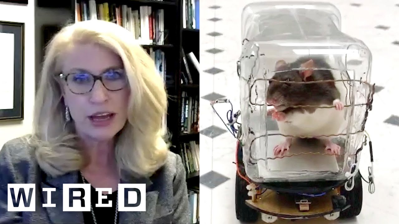 Rat Cars Science Neuroscientist Explains Why These Rats Drive Tiny Cars