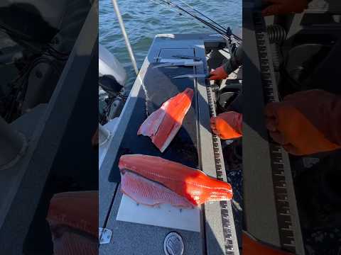 How to filet a steelhead