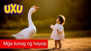 Mga tunog ng hayop #UxU_Filipino – Para sa mga bata at kinder