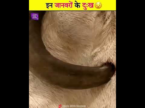 इन जानवरों के दुःख के सामने आपका दुःख हल्का है 😧!!