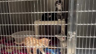 After New Ownership Plans Fall Through, Local Rescues React to West Valley’s Future