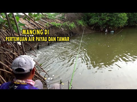 Mancing di spot pertemuan air tawar dan air payau menggunakan umpan lumut