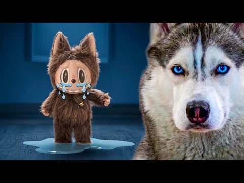 ЖУТКАЯ ТРАГЕДИЯ ЛАБУБУ!! Хаски Бандит Говорящая собака