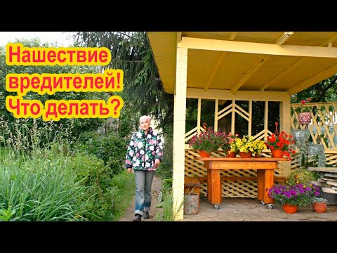 Защищаем сад от вредителей