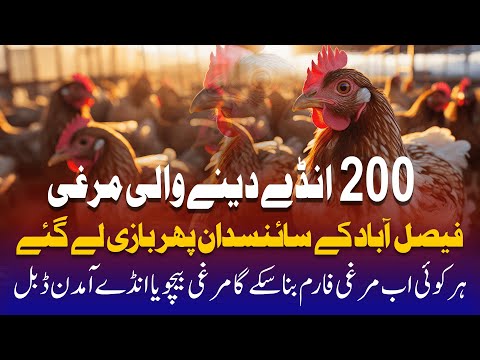 200 Anday Dene Wali Murghi | Har Koi Bana Sakta Hai Murghi Farmer – Science ne Asaan Kar Diya