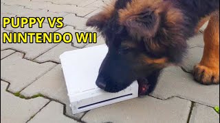 Cute Puppy vs NINTENDO WII  - The Diary Evo the German Shepherd Dog Day 81