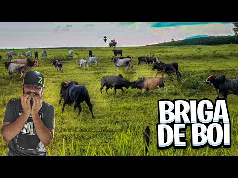 BOIADA AGRESSIVA EXPULSA TOURO INVASOR  NA PORRADA