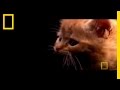Domesticated Cats: Origins and Adaptations