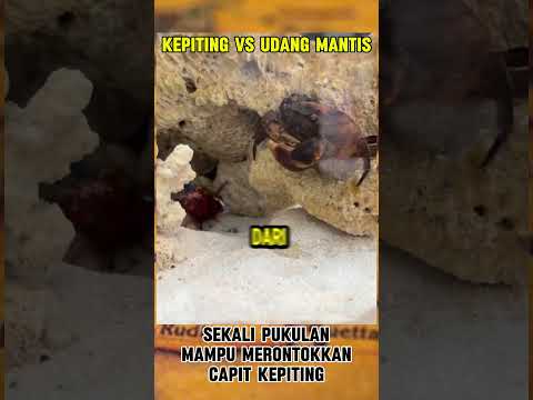 Kepiting coba melawan udang mantis #animal #udangmantis #kepiting