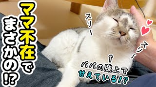 ママ不在の日、パパとお留守番で愛猫たちがまさかのパパっ子に!?
