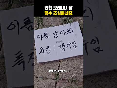 모래내시장에 있다는 맹수 ㄷㄷㄷ#고양이 #cat