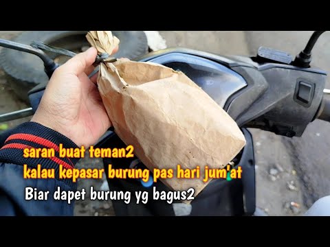 DAPET PAUD JAHAT LAGI❗INILAH ENAKNYA RUMAH DEKAT PASAR BURUNG 😁