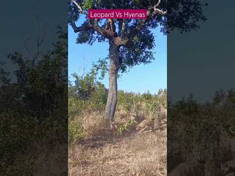 Leopard Vs Hyenas: Don't Miss wildlife Safari in Tanzania #animals #wildlife