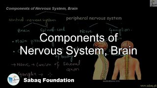 Components of Nervous System, Brain