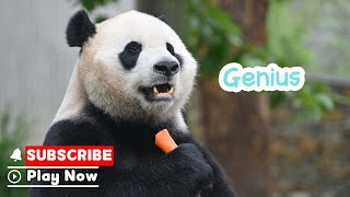 【Life Of Returnee Pandas】Episode 41 Xiao Qi Ji, The Adorable Little Genius |  iPanda