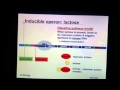 Lac Operon Function and Regulation