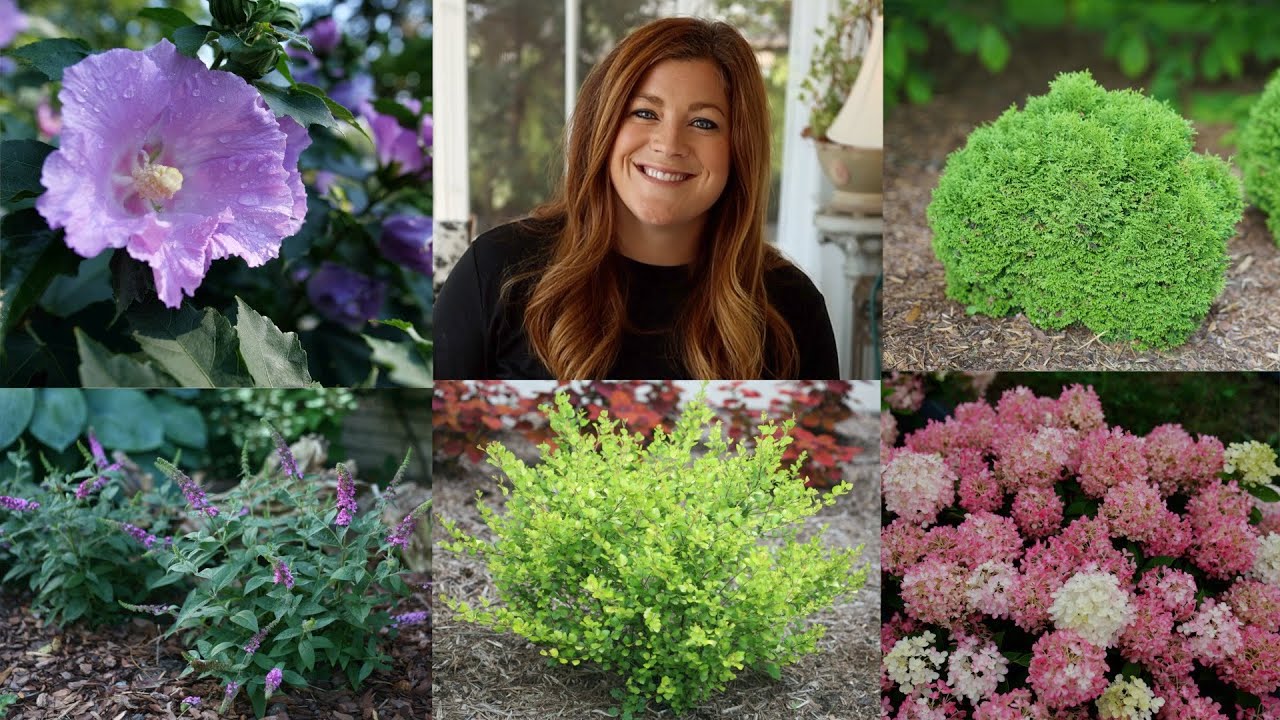 10 Small Shrubs that Will Fit In Any Garden!