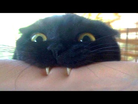 Funniest Cats and Dogs 😂 Funny Cat Videos 2023 😹 Funny Animals #3
