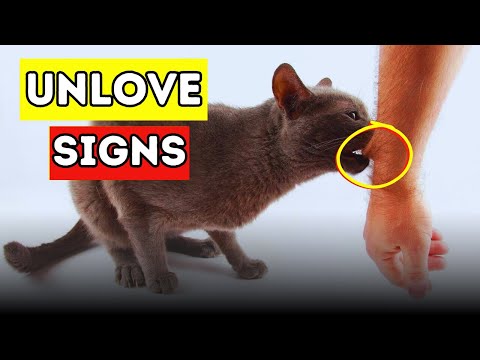 7 Signs Your CAT Doesn’t Love You (How to Tell for Sure)