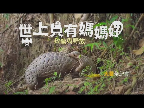 世上只有媽媽好 ╴動物救傷與野- YouTube