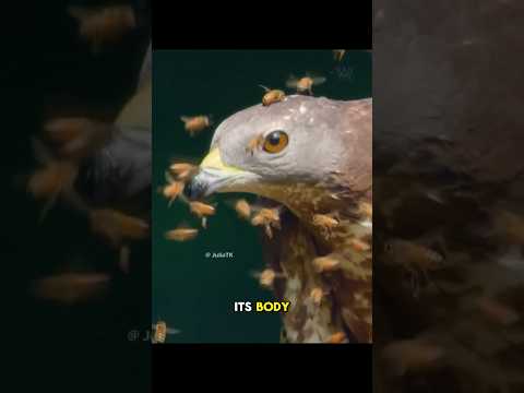 The Honey Thief: The Bird That Fears No Bee Stings!