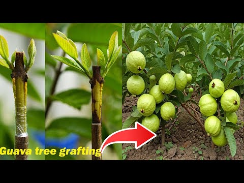 🌿GROW GUAVA TREE Like a PRO with These Simple Tips!  #gardening