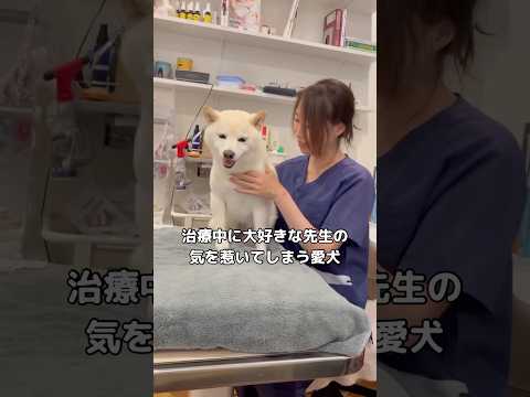 白柴の分かりやすすぎるあざと作戦に神対応で受け止めてくれる先生 #柴犬 #白柴 #shorts